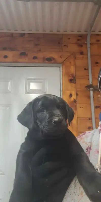 Chiot labrador né le 23 janvier ils ont 8 semaines et sont prêts à partir ils sont vaccinés vermifug...