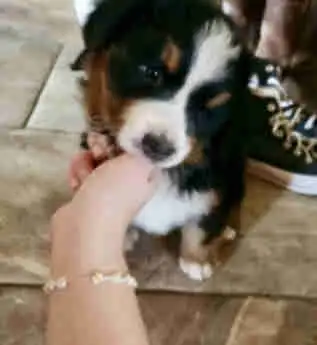If you are wanting to add to your family one of these Bernese Mountain puppies could be perfect for...