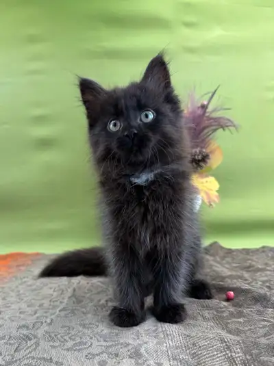 Black Male Maine Coon for Sale, View more