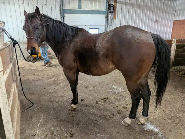 AQHA Bay papered Gelding. 7 yo. Super broke! in Horses & Ponies for Rehoming in Lethbridge - Image 5