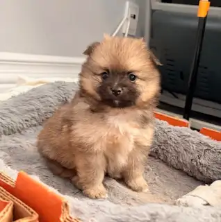 Super calm and smart pomchi puppies are ready to go to the right forever home next week. There are t...