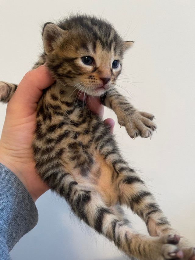 Chatons bengal dans Chats et chatons à adopter  à Laurentides - Image 4