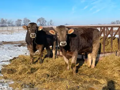 A2 PUREBRED ORIGINAL BRAUNVIEH BULLS, View more