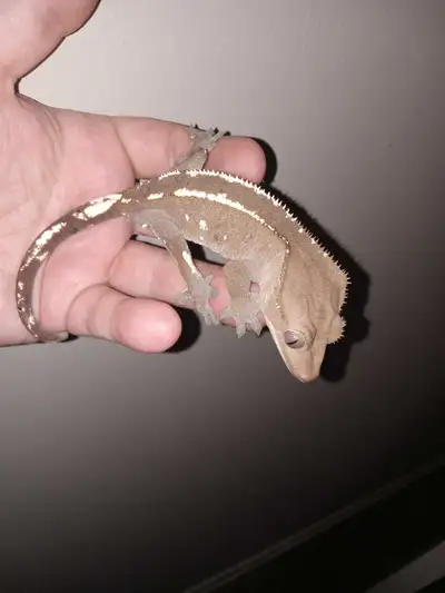 Male Axthanthic Crested Gecko, View more