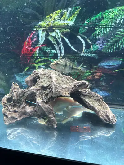 ISO Small monstor fish, View more
