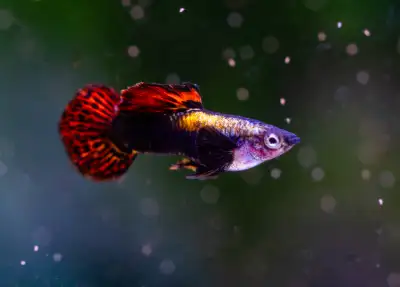 red dragon round tail guppy, View more