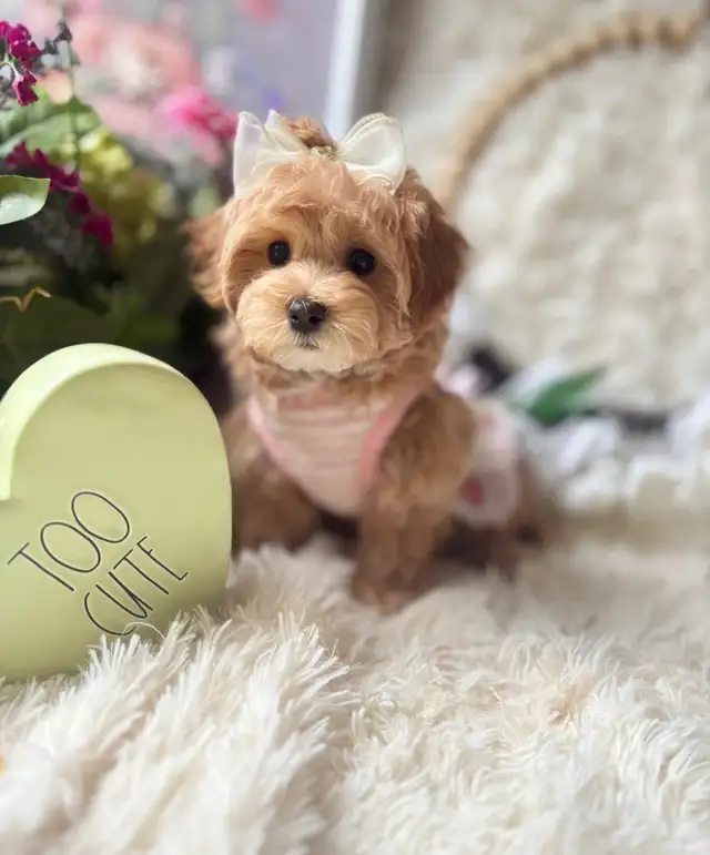 TeddyBear Maltipoo puppy Mini tiny size (poodle/Maltese in Dogs & Puppies for Rehoming in City of Toronto - Image 8