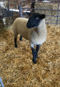 Suffolk yearling ewes 