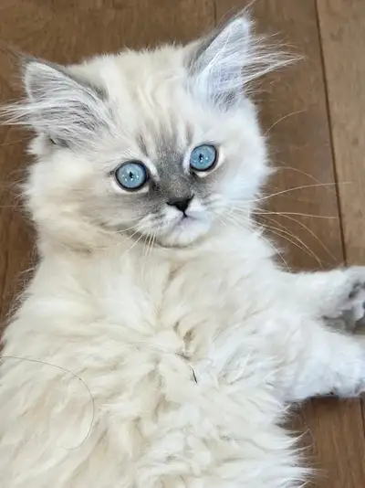 3 beautiful kittens , Born March 11 th, vaccinated on Friday the 22nd May ,already eating dry food ,...