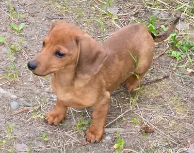 Miniature Dashund puppies, View more