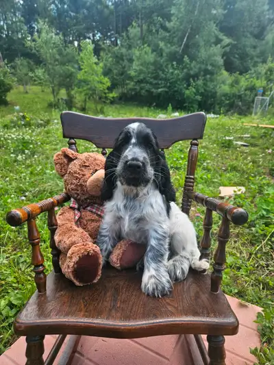 Puppy chiot Cocker Anglais CKC, View more