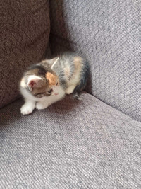 Calico Kitten Looking for a good home