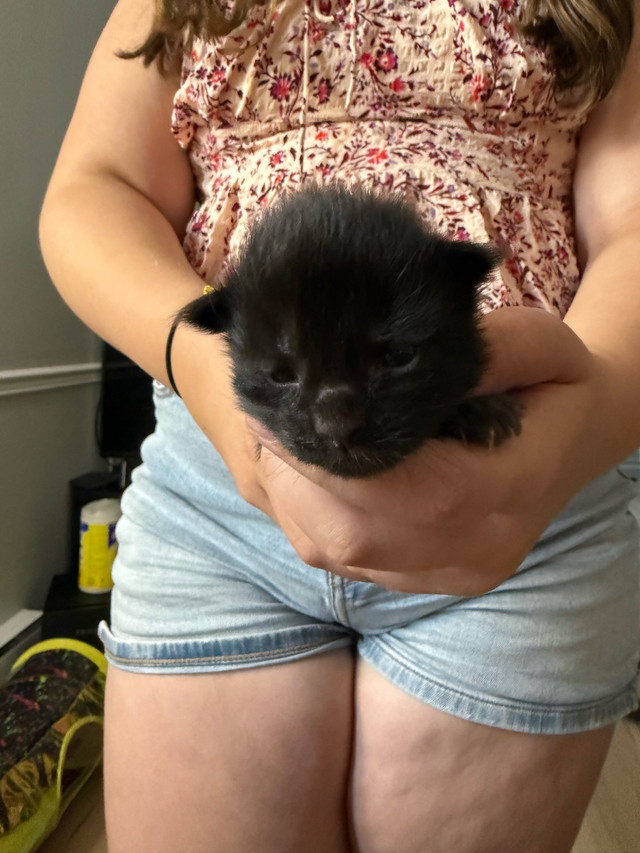 Maine Coon Purebred Kitten in Cats & Kittens for Rehoming in Saint John - Image 2