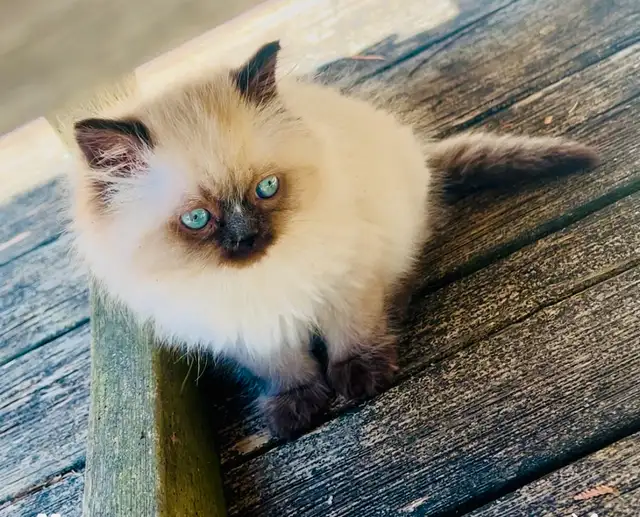 LOVECATS TICA reg. Cattery: Persian Himalayans and Himalayan in Cats & Kittens for Rehoming in Kingston - Image 9