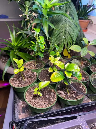 Mandarin seedlings , View more