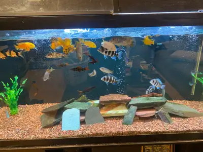 Great deal, shutting down my tank 31 fish in total 4 frontosa (4-6”) 6 red tail black sharks (2” to...