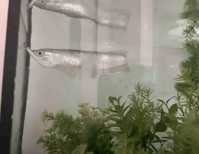 Silver Arowana Fish, View more