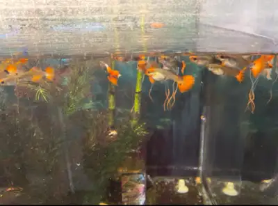 fancy red head adult koi guppys for sale! These guppies are known for their vibrant colours and uniq...