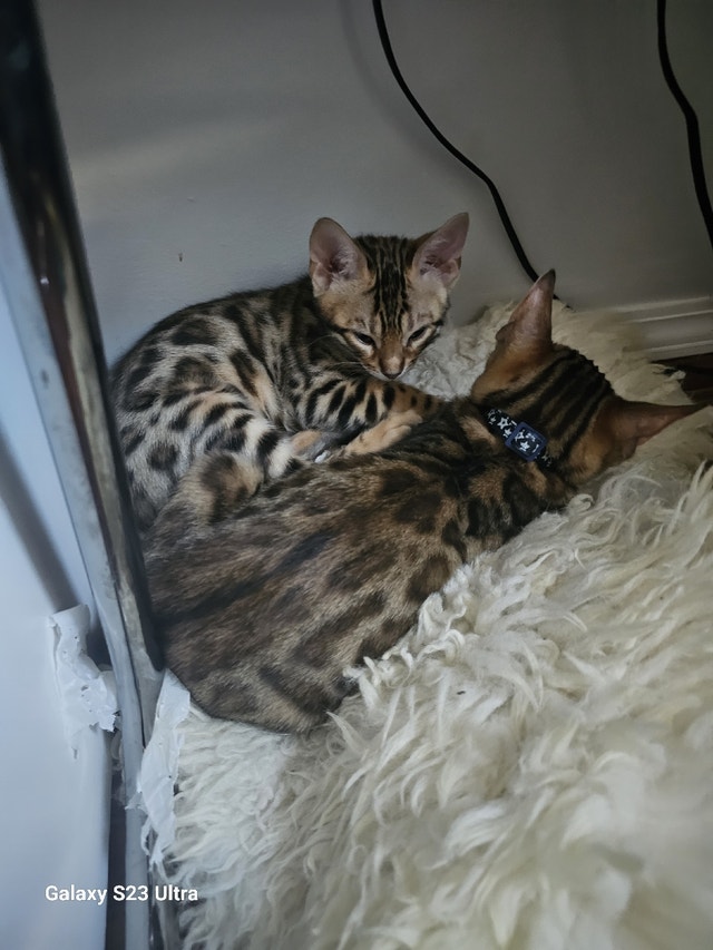 2 bengals Cats & Kittens for Rehoming Edmonton Kijiji