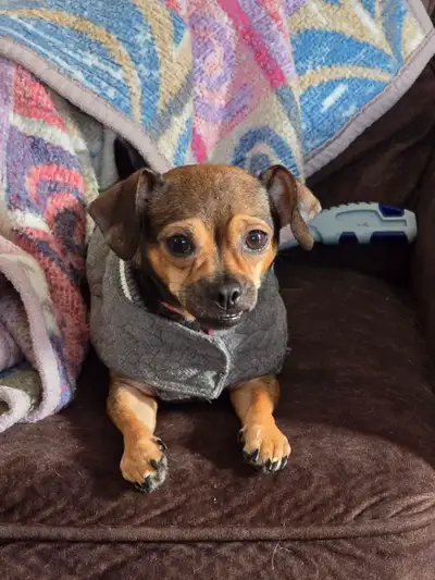 CHUG  (chihuahua x pup) spayed 7lb female pup looking for her ho, View more