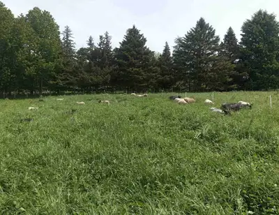 Wanted - farm or space for rent