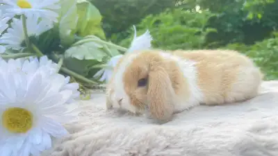 RARE COULEURS bébé lapin bélier hollandais nain pure race , View more