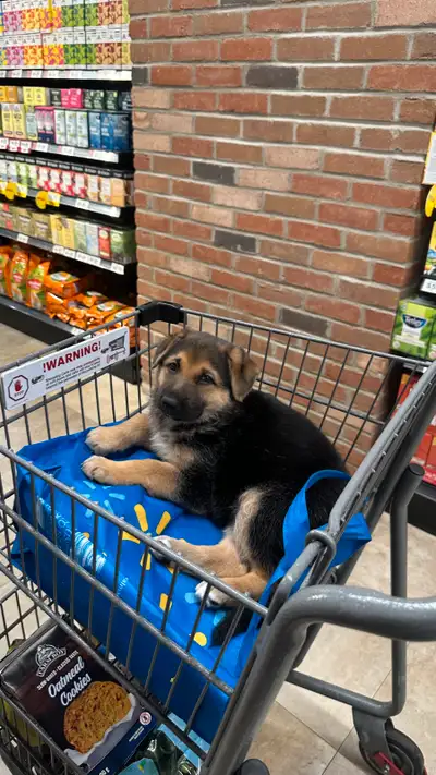 German Shepherd Puppies – Ready June 9!, View more