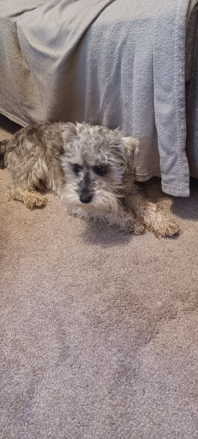Snorky mom yorkie dad mini schnauzer Dogs & Puppies for Rehoming