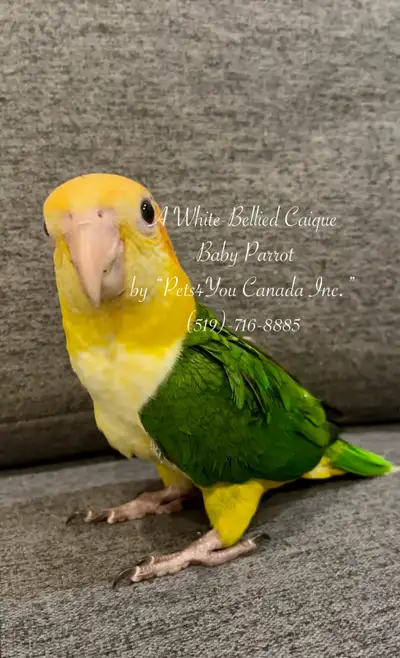 Caique Baby Parrots, View more