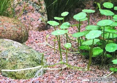 Aquarium plant(hydrocotyle vulgaris), View more