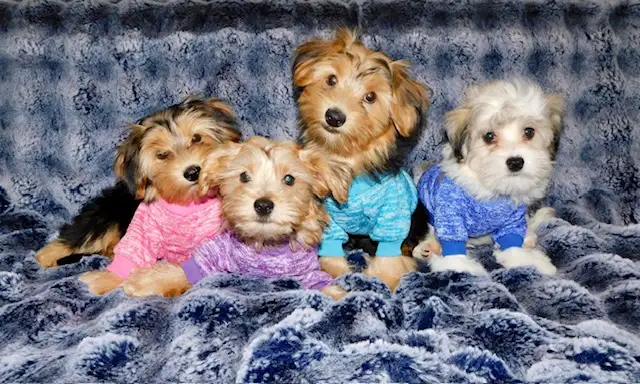 Morkie puppies mixe in Dogs & Puppies for Rehoming in City of Toronto - Image 5