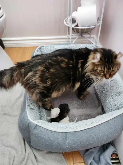 Hyland lynx kittens forsale , View more