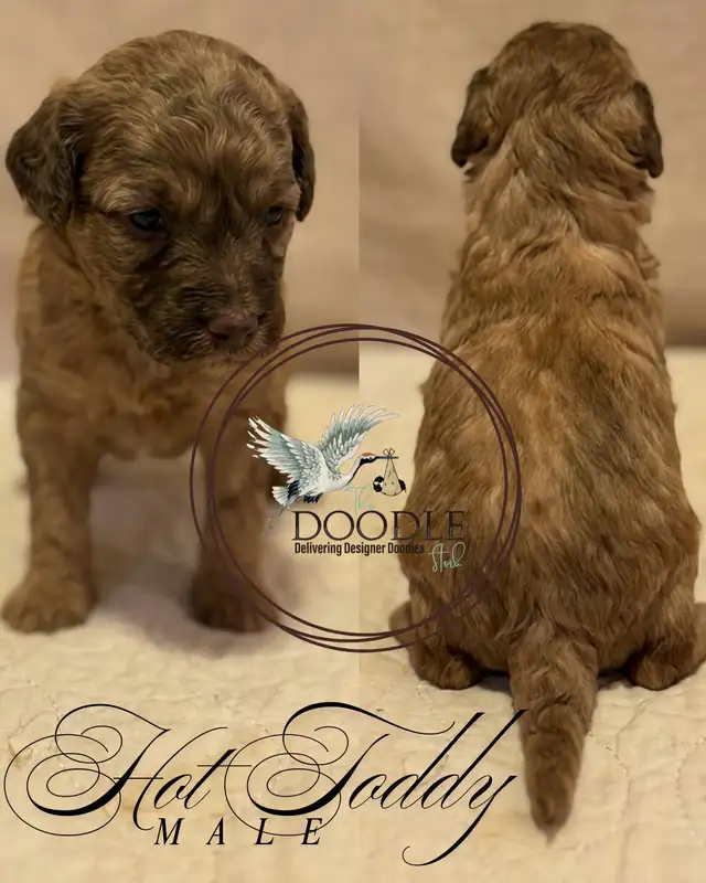 Warm Your Home With Love — Mini Poodles For Adoption. in Dogs & Puppies for Rehoming in Grand Bend - Image 4