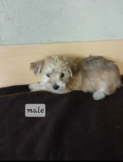 Morkie (maltese/yorkshire terrier), View more