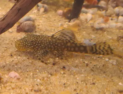 2 to 2.5 inches give or take...may have 1 or 2 males...and a few females as far as I can tell, they...