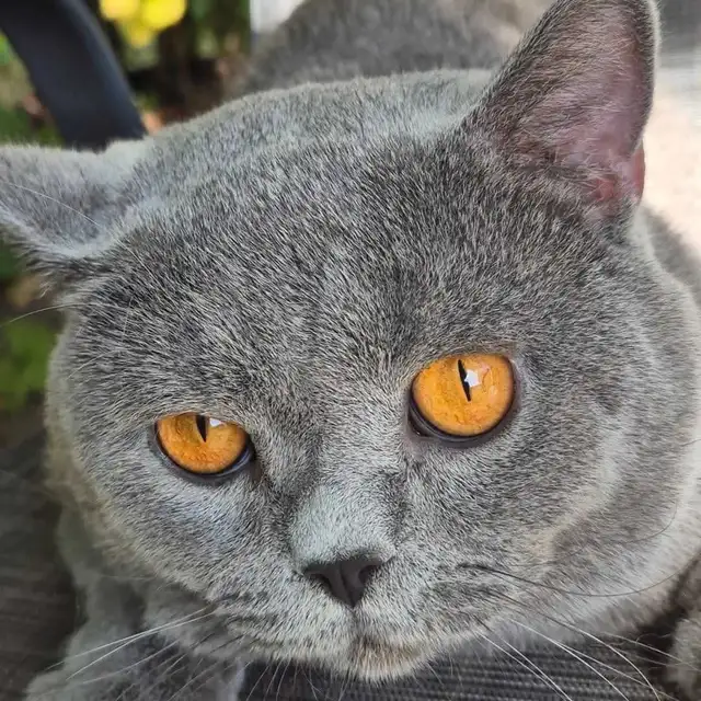 chaton mâle British Shorthair bleu in Cats & Kittens for Rehoming in West Island - Image 10