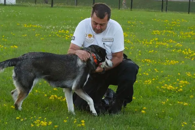 Canine Training Service dog to search dogs in Animal & Pet Services in Kitchener / Waterloo - Image 3