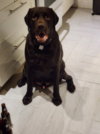 2 year old non-papered male chocolate lab for breeding