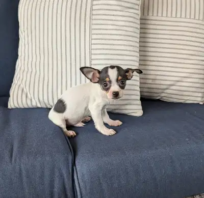 RARE CHIHUAHUA’ S READY TO GO!, View more