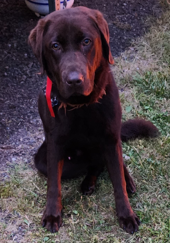 Chocolate Lab Dogs & Puppies for Rehoming Charlottetown Kijiji