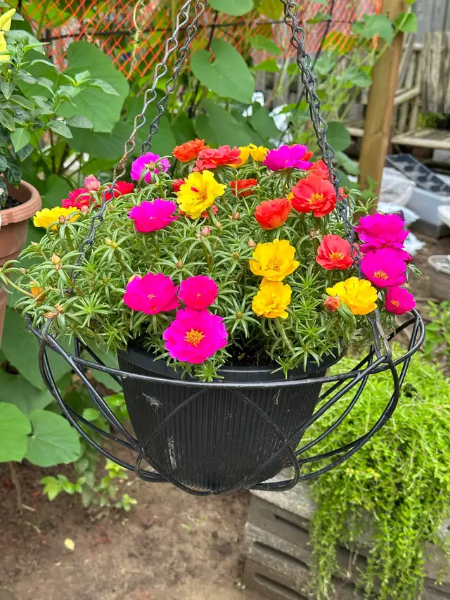 Multiple color Moss Rose  in the large hanging basket- it is ea in Plants, Fertilizer & Soil in Hamilton - Image 11