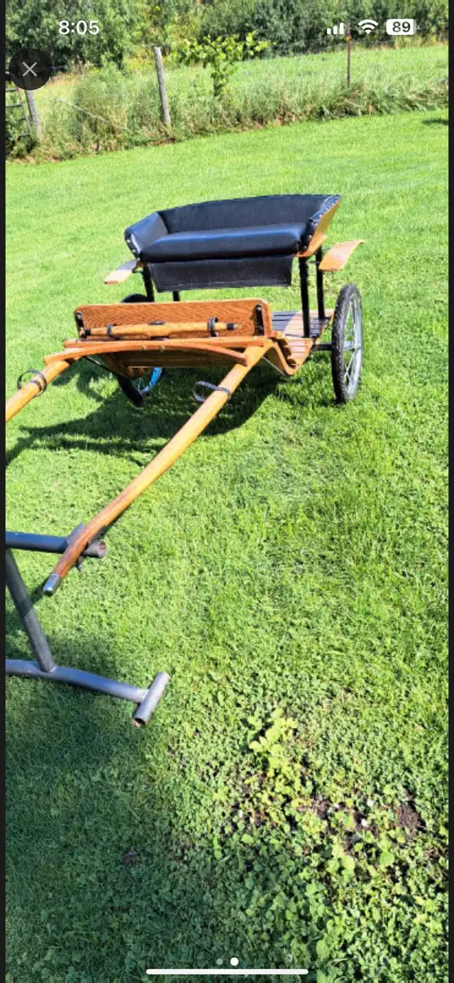 miniature mare for sale in Horses & Ponies for Rehoming in Oshawa / Durham Region - Image 6