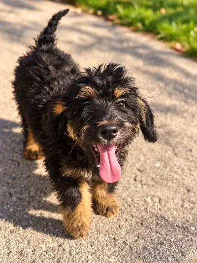 Male Bernedoodle Puppy, View more
