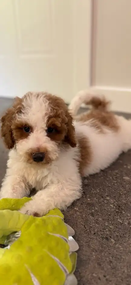 Caniche moyen (petit standard/royal) Poodle in Dogs & Puppies for Rehoming in Granby - Image 2