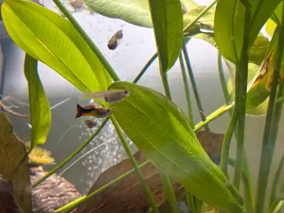  Assorted Guppies for Sale – Cheap! , View more