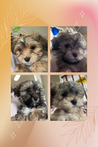 Purebred CKC registered Havanese Puppies
