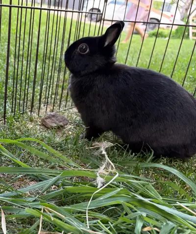 Netherland Dwarf rabbit 3years old, View more