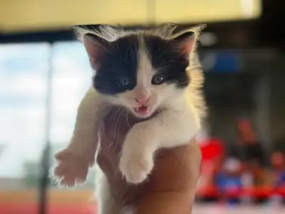 Baby kittens, View more