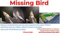 Missing Bird. Light Cinnamon Cockatiel. please help.