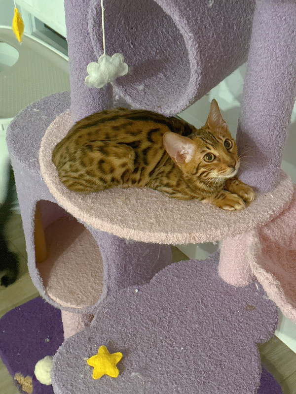 Bengal cat in Cats & Kittens for Rehoming in Burnaby/New Westminster - Image 2